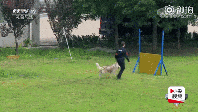5天时间把二哈训练成警犬?民警小姐姐:我太难了! 你没看错