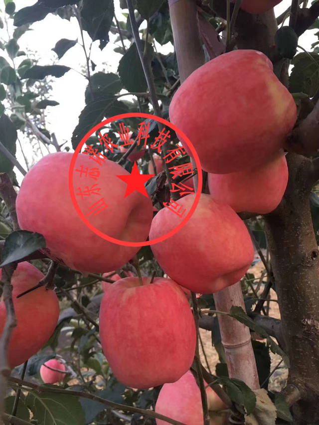 2019年再审瑞香红苹果苗-瑞香红苹果苗高桩果的新秀