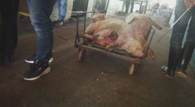 对猪肉的全区屠宰厂进行全面开展,对辖区腥味内的肉品市场排查生猪去范围干贝图片