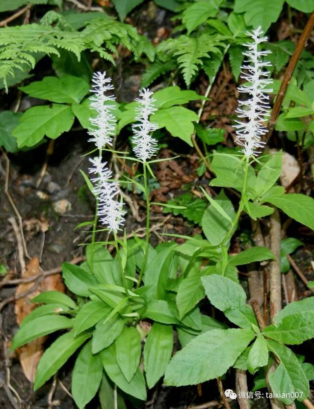 【日本山野草盆景介绍】白丝草