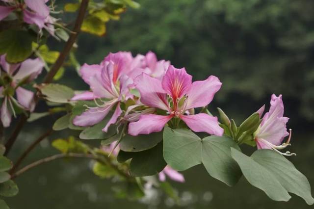 紫荆花又叫红花紫荆,洋紫荆,红花羊蹄甲,为苏