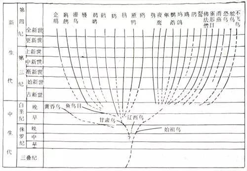 鸟类的起源与进化