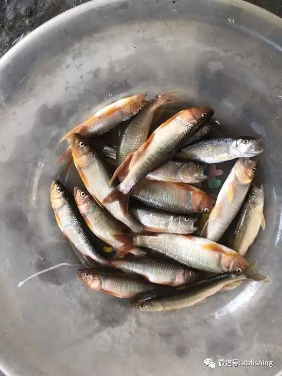 钱塘江边鱼市场