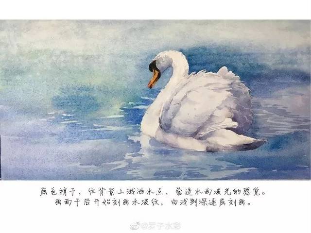 罗子老师水彩公开课回放 | 白天鹅,因自信而美丽