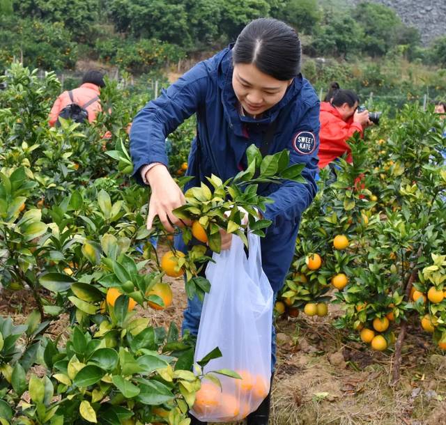 闽侯白沙又有2个脐橙种植基地新鲜开摘!这周末go!go!go!