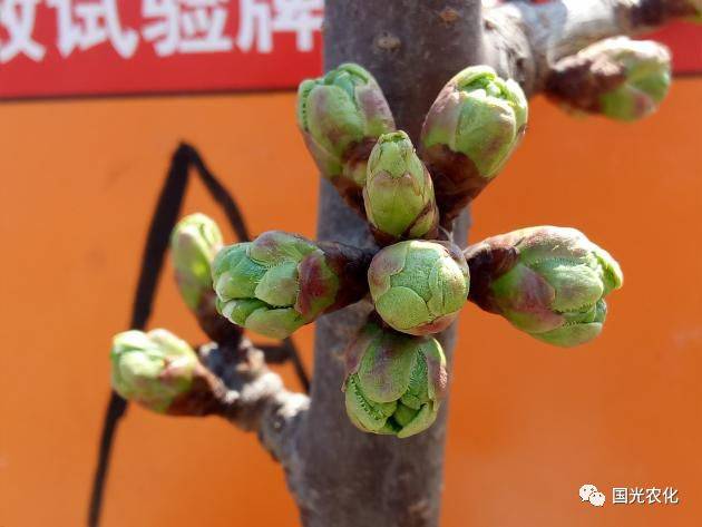 花喜套餐,促进芽苞萌发整齐