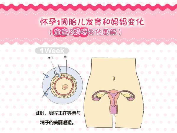 快来围观!怀孕1-40周胎儿发育和妈妈变化