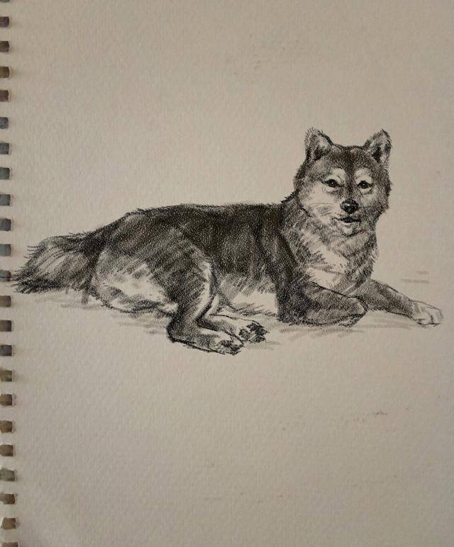 素描动物画:如何画一只对你微笑的柴犬