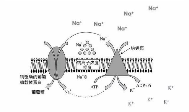 我们的细胞膜上有一个钠钾泵,这是一个通道,专门把钠排到细胞外,把钾