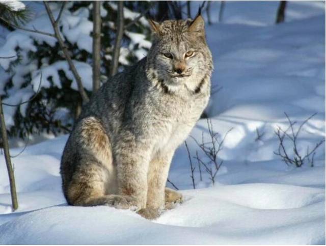 国家保护动物猞猁咬死5只鸡被打死 两男子被判缓刑