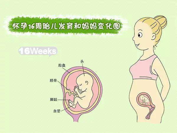 快来围观!怀孕1-40周胎儿发育和妈妈变化