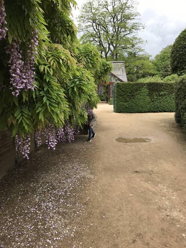 花园绿篱竟然也可以这样惊艳!