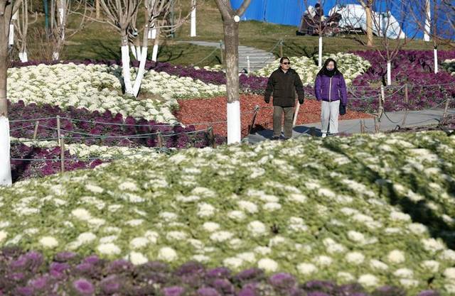3万株羽衣甘蓝成花海 玉渊潭公园开启冬季赏花模式
