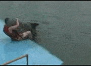 你们根本就不知道海豚到底有多变态!