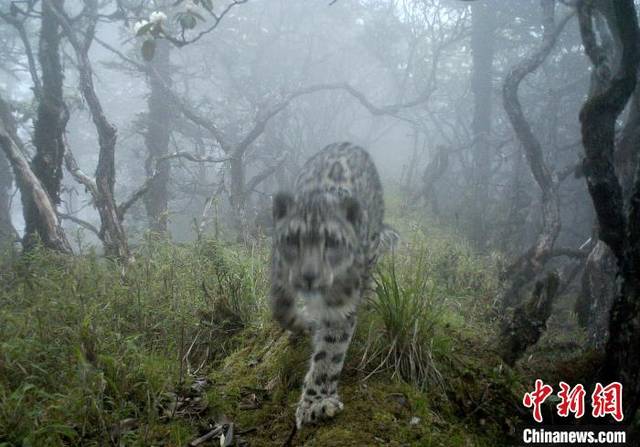 四川卧龙红外相机首次拍摄到雪豹现身大熊猫栖息地