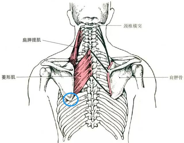 肩胛骨下回旋的通俗解释就是肩胛下角靠近脊柱