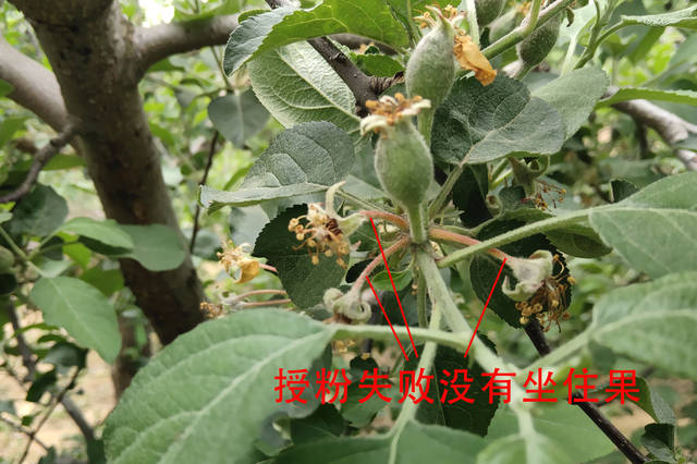 什么拉低了你的苹果质量?二,花芽质量差,你就输在了起跑线