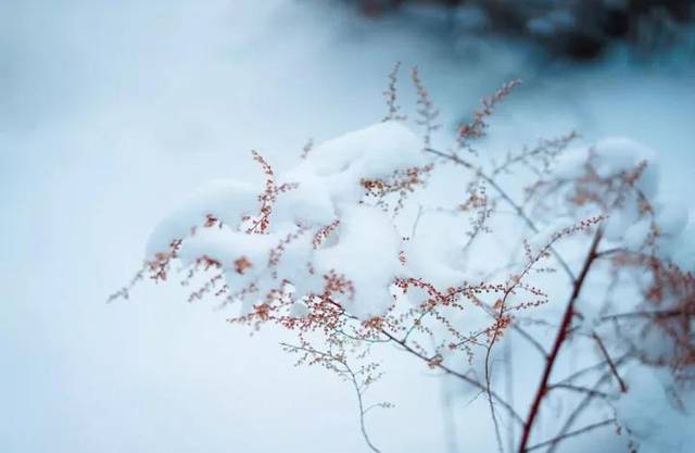 大雪至寒冬始万物冬藏待春来