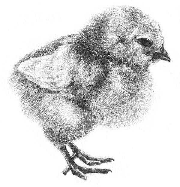 小动物素描教程:教你画一只可爱的小鸡,步骤详细适合初学者