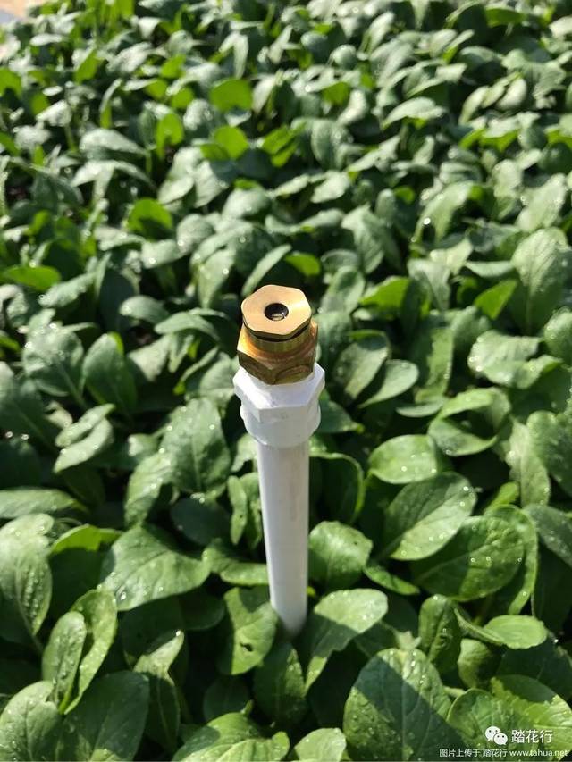 楼顶菜园更新自动喷淋(附上最近菜况及部分制作过程)