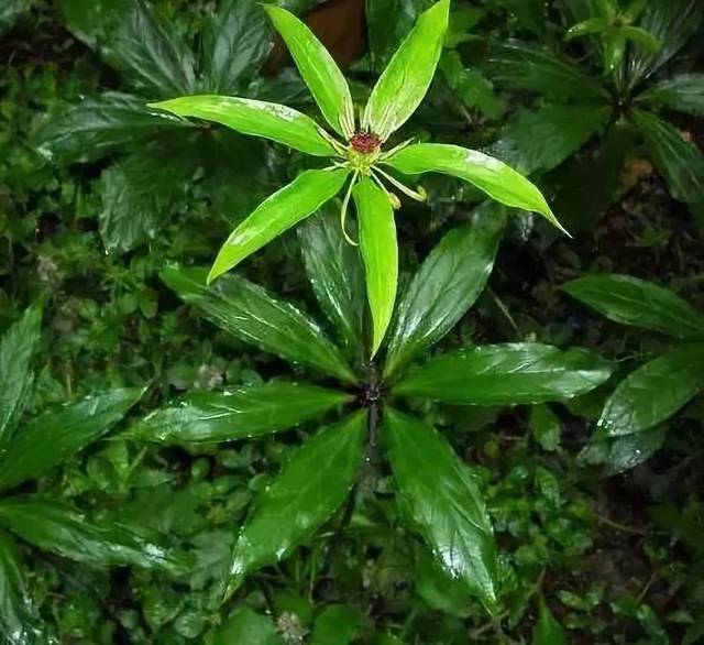 竹林下面经常长的一种"野草,镇平人见到别拔掉,拔1棵少1棵