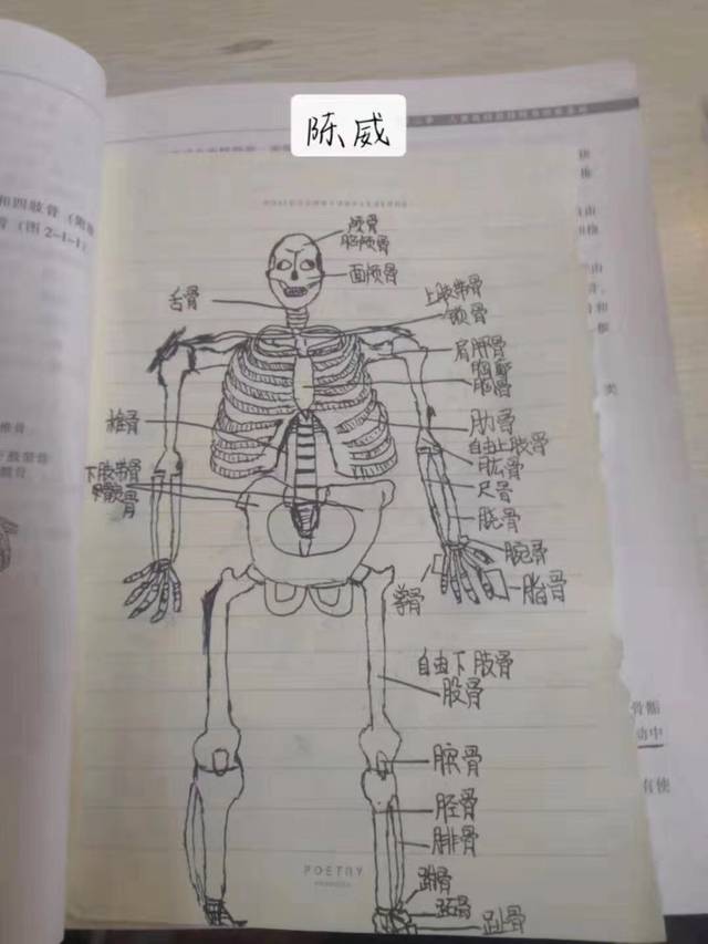 解剖学速成 | 人体肌肉连接口诀大全