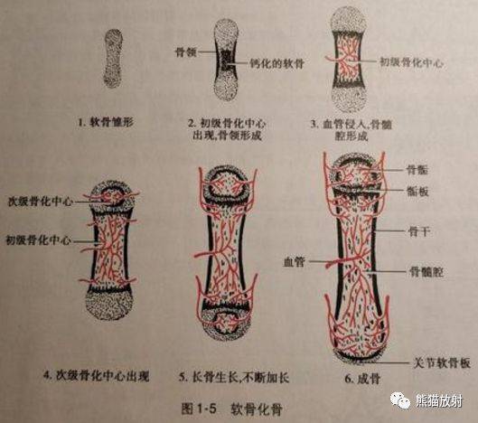 胚胎发育期,四肢躯干各骨均由软骨发生而来.胚胎初期