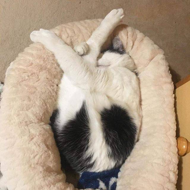 身体缩成一团蹲着,眼睛闭上,这种睡姿能让猫咪保持警惕,这是一种高级