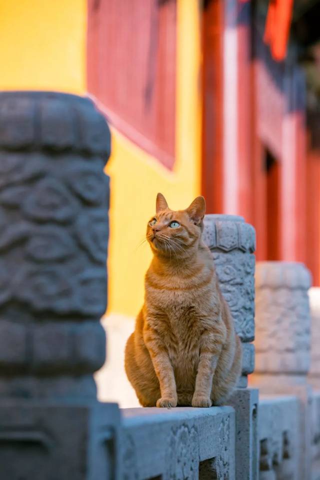 从来只跪方丈的垫——西园寺中最有佛性的猫!