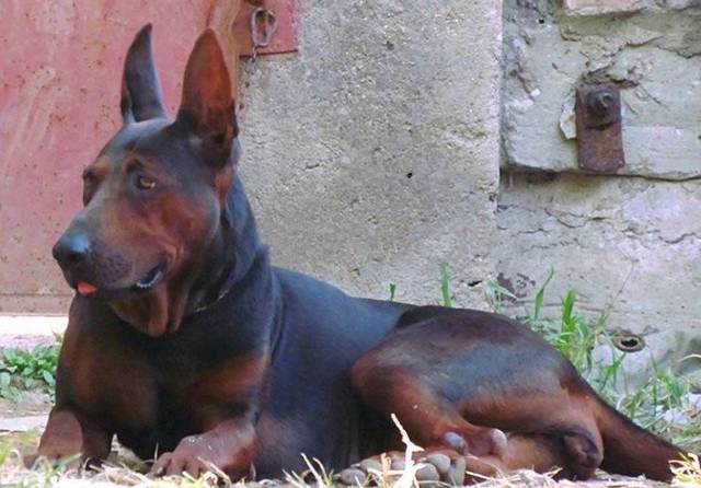 莱州红犬 又称中国红犬,是种巨型犬.