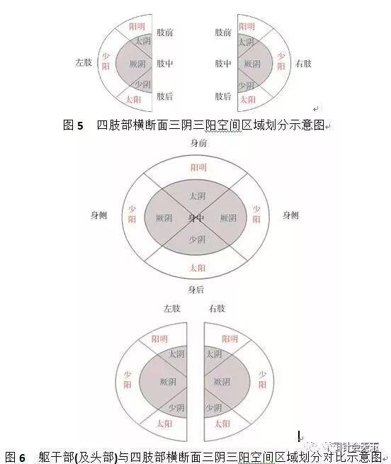 躯体"三阴三阳"分域与针灸效应