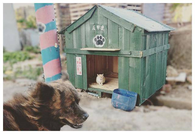 主人建了新狗屋,竟被猫咪占为己有 ,狗狗只能一脸委屈站在屋