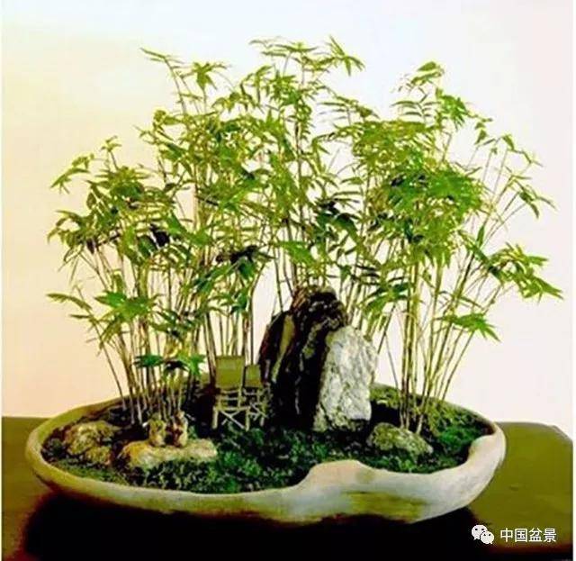 竹子盆景矮化技巧