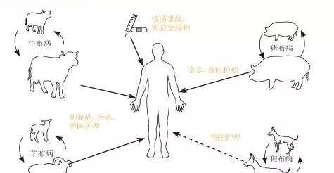 关于布病的疑问这里有解!