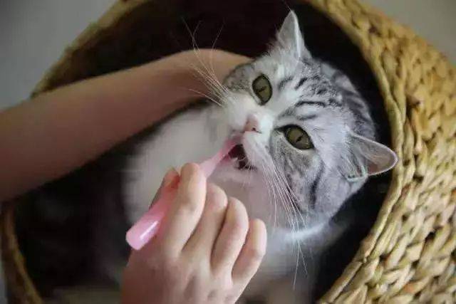 不知道猫咪的年龄?从牙齿就可以判断.关于猫咪牙齿的一些小常识