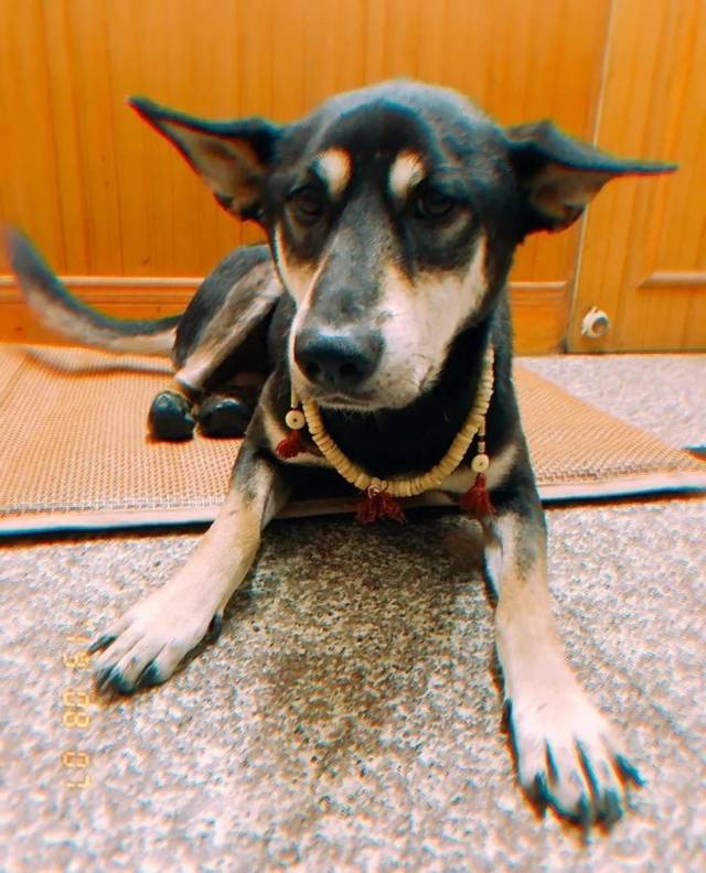 汪～这场治愈人心的『动物派对』明天开趴!铲屎官们ready!