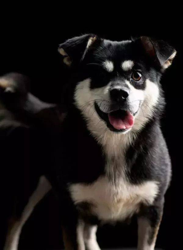 汪～这场治愈人心的『动物派对』明天开趴!铲屎官们ready!