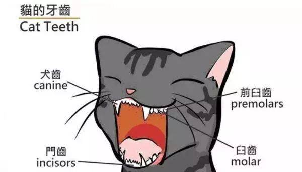 关于猫咪牙齿的一些小常识