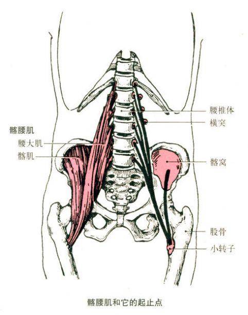 一,髂腰肌的人体解剖位置以及功能