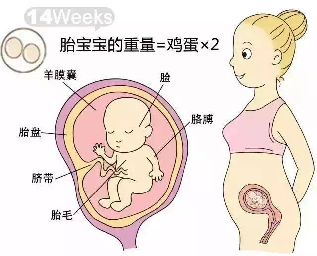 58.  胎儿生殖器官已形成,用b超可分辨出胎儿的性别了.