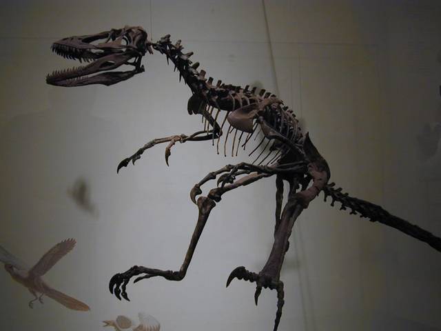 体型苗条的恐爪龙