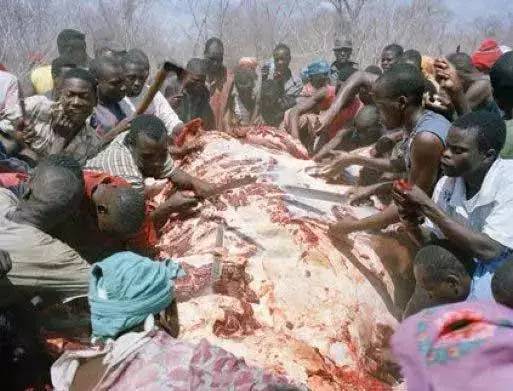非洲人为何喜欢吃大象肉?寄生虫那么多难道不恶心?
