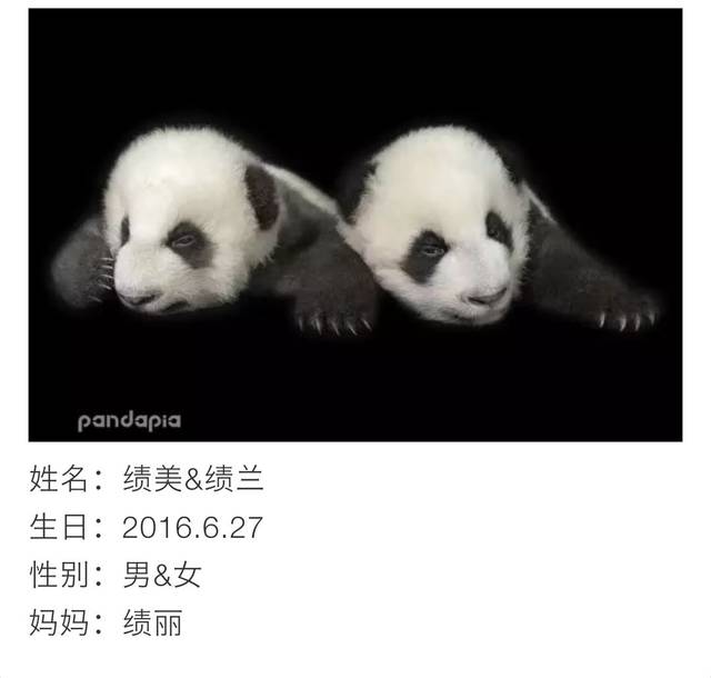 2016年6月27日.成都大熊猫"绩丽"顺利产下一对龙凤胎大熊猫宝宝.