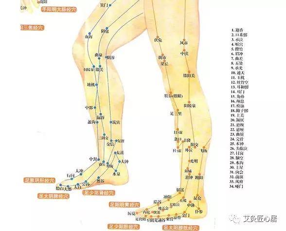 小腿这个部位越健康,人的血液回流到心脏就越快,人也就越健康而少