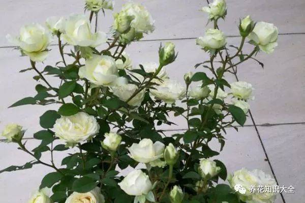 珍妮莫罗的花朵是纯白色的,可以说没有瑕疵,非常的漂亮,而且带有非常