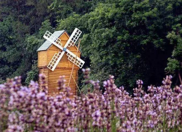 义乌出了个网红村被誉为浙江普罗旺斯,一到5月百亩紫色花海盛放
