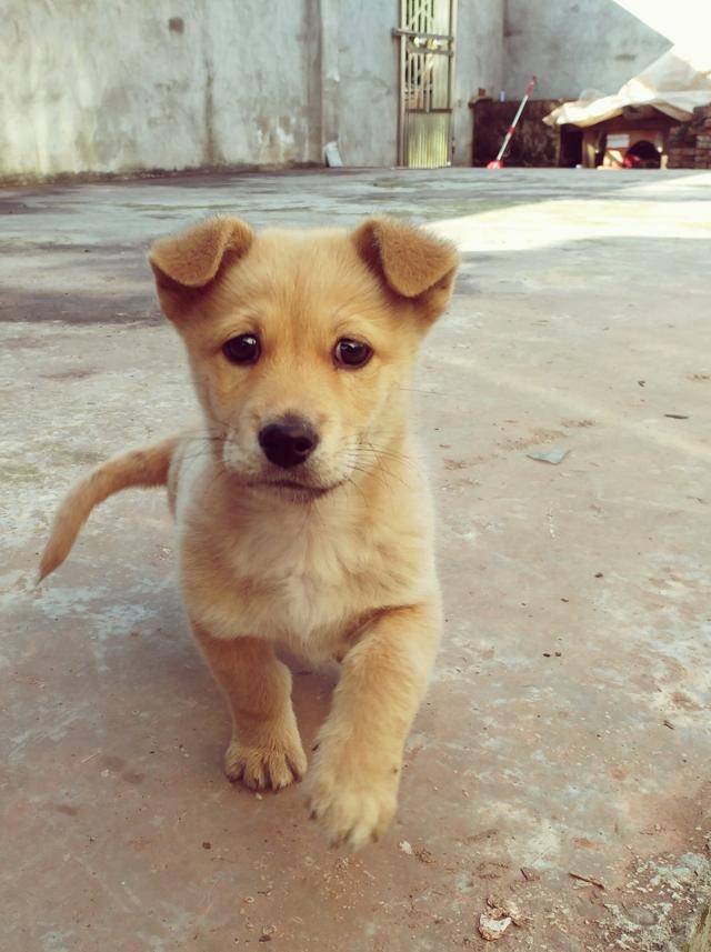 狗真的会辨人,能识善恶吗?_只押