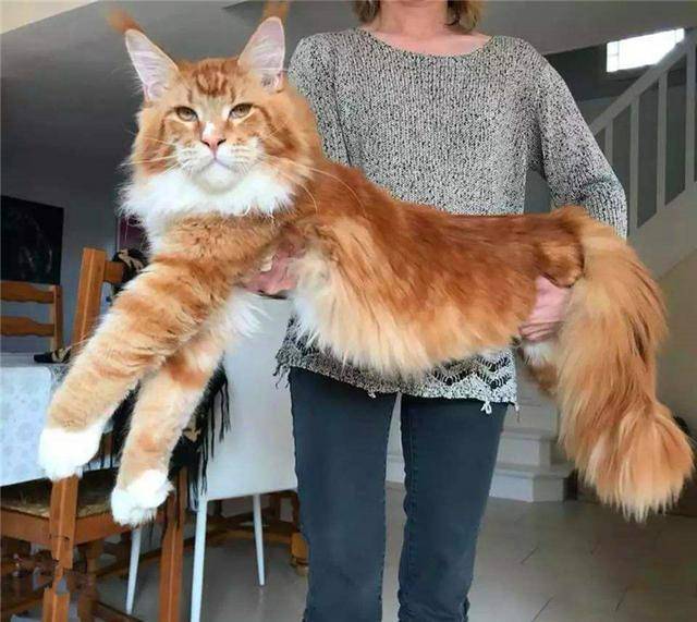 主人"不幸"遇上橘色缅因猫,吃喝一年重达45斤,主人:好
