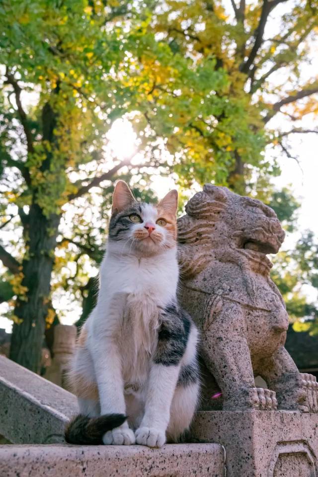 恬静悠闲的小日子,苏州西园寺猫大赏