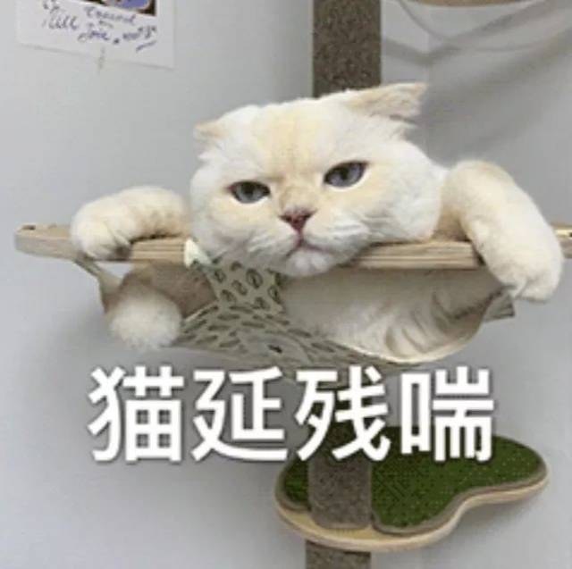 我知道你们在想什么  哼唧  收获了一麻袋表情包就够了好吧  猫猫我